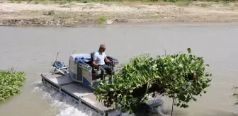 Asi Nehri'ndeki Su Sümbülleri Temizleniyor