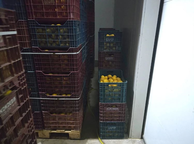 380 tons of lemons not registered in HRS detected in Mersin