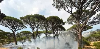 Aydın'da Yıldırım Düşmesiyle Çıkan Orman Yangınları Söndürüldü