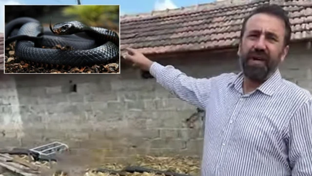 The metaphysics expert Beytullah Şentürk evaluated the claim of a giant snake in Samsun for Haberler.com: The snake that appeared to the family is three letters.
