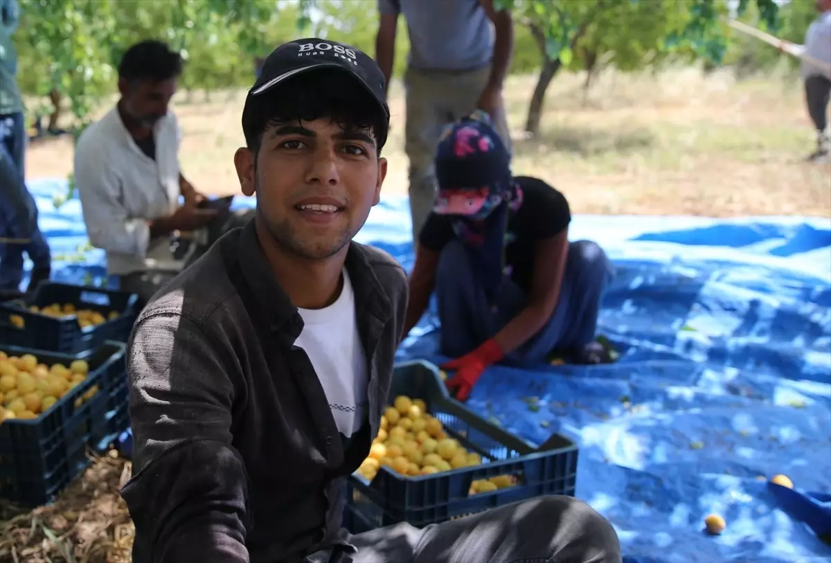 Malatya'da mevsimlik tarım işçileri kayısı hasadında ter döküyor