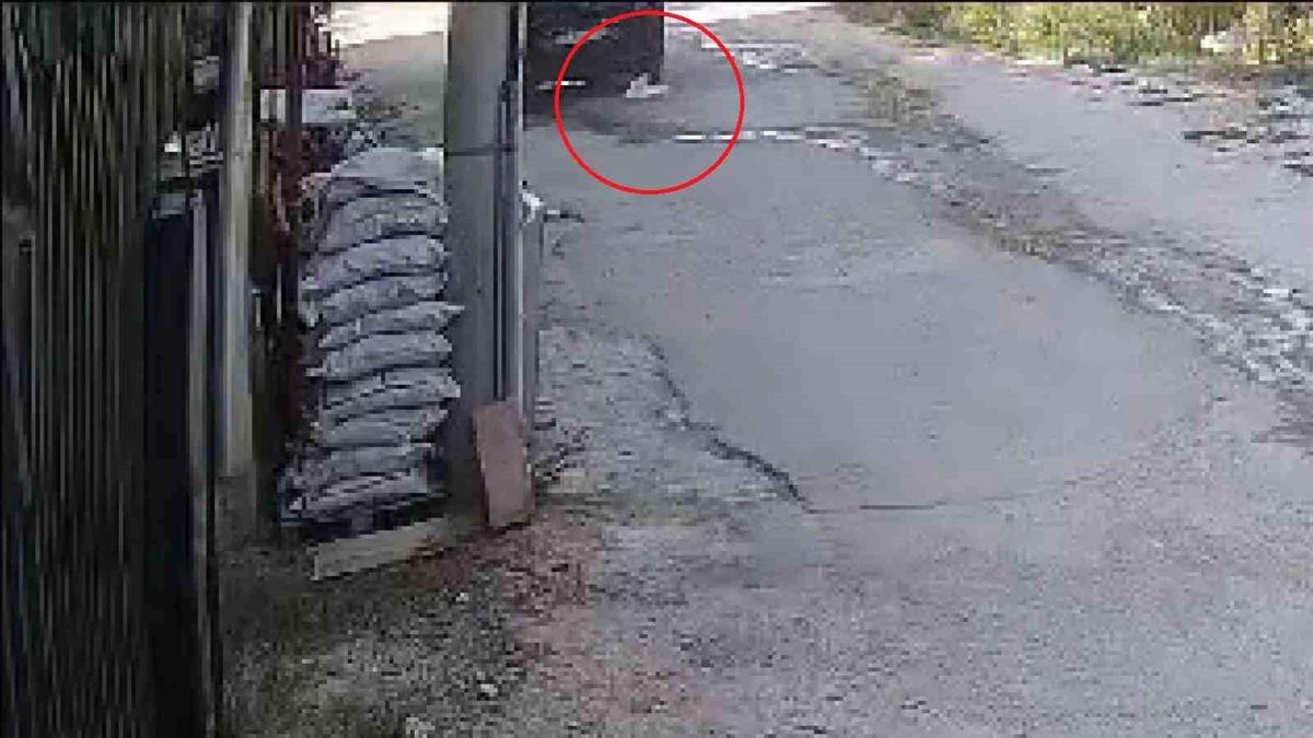 Antakya'da araç su içen kediyi ezdi