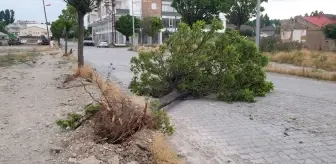 Ağrı'nın Patnos ilçesinde şiddetli rüzgar nedeniyle ağaçlar yerinden söküldü