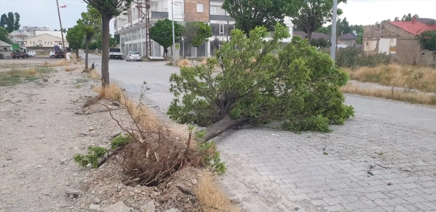 Ağrı'nın Patnos ilçesinde şiddetli rüzgar nedeniyle ağaçlar yerinden söküldü