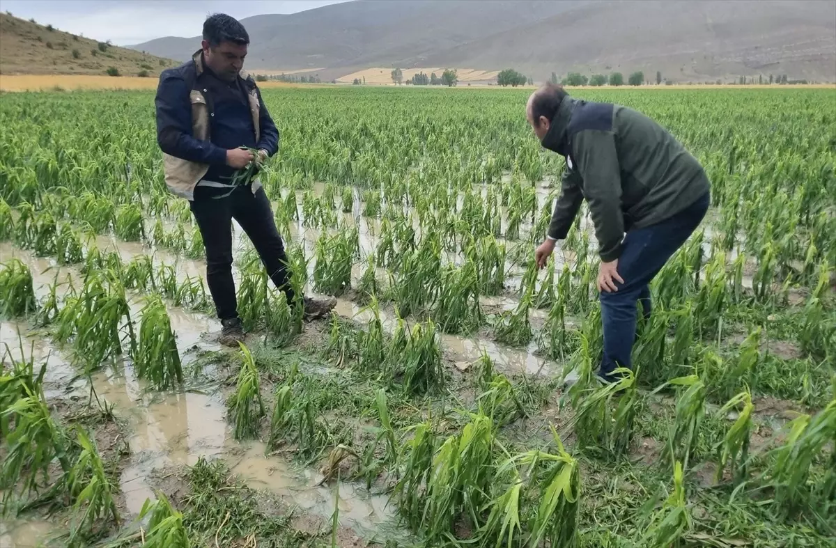 Bayburt'ta Dolu ve Sağanak Sonucu 4 Bin Dekar Ekili Tarım Alanı Zarar Gördü