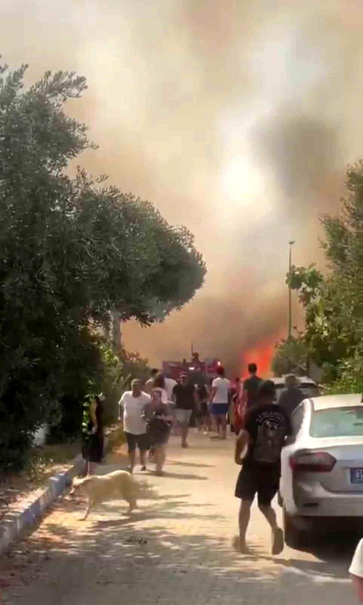 Foça'da Orman Yangınına Havadan ve Karadan Müdahale
