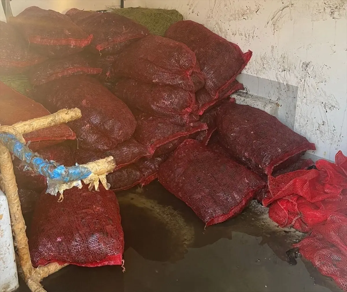 Fatih'te Kaçak Midye Operasyonu: 1 Ton Midye Ele Geçirildi