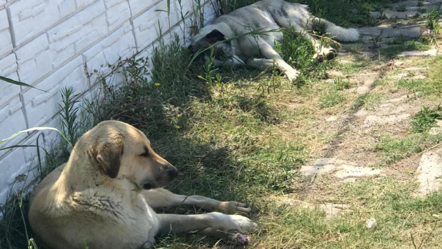 Tartışmalara neden olan sokak hayvanları düzenlemesinde sona gelindi! Dosya artık Erdoğan'ın önünde