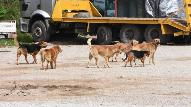 Tartışmalara neden olan sokak hayvanları düzenlemesinde sona gelindi! Dosya artık Erdoğan'ın önünde