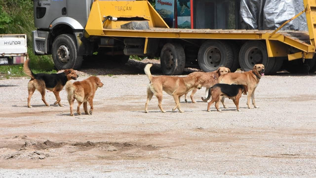 The file on street animals that caused controversy is now in front of Erdoğan