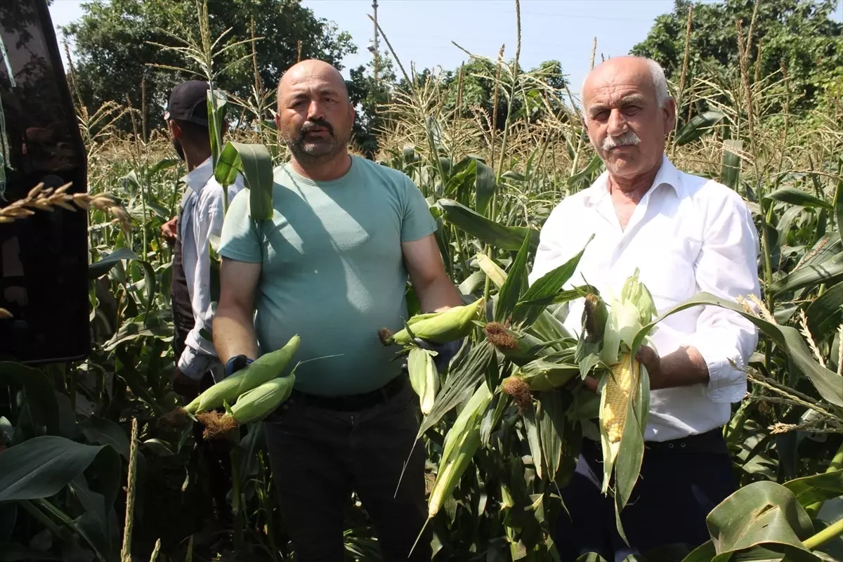 Samsun'un Bafra Ovası'nda Mısır Hasadı Başladı - Haberler