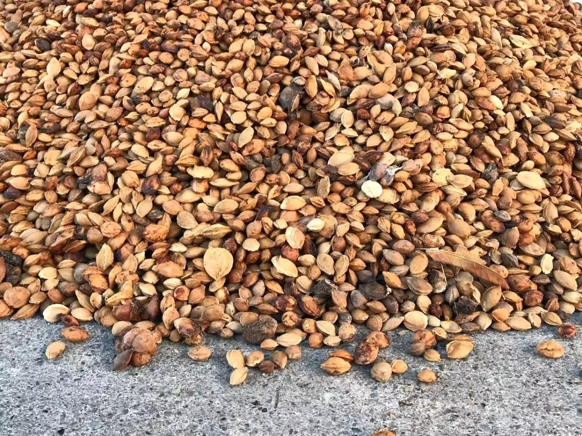 Erzincan'da yetiştirilen 200 ton acı kayısı çekirdeği Malatya'ya gönderiliyor