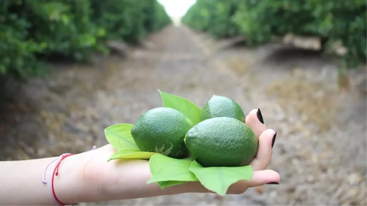 Fahiş limon fiyatlarına karşı müdahale edilecek