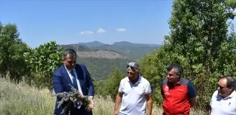 Muğla'da Tıbbı ve Aromatik Bitki Projesi kapsamında lavanta hasadı gerçekleştirildi