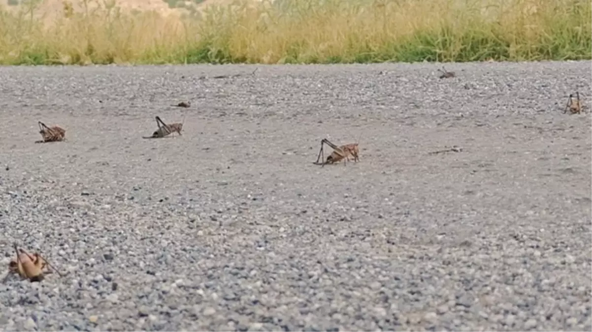 Çiftçinin korkulu rüyası oldular! Devasa çekirge sürüsü Muş Ovası'na doğru ilerliyor