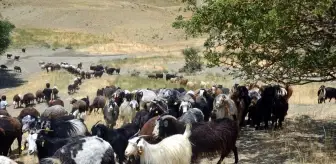 Göçerler Muş'un serin yaylalarında hayvancılık yapıyor