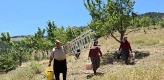 Adana'da Sıcak Hava Kiraz Hasadını Erken Tamamlattı
