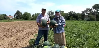 Samsun'da Karpuz ve Kavun Hasadı Başladı