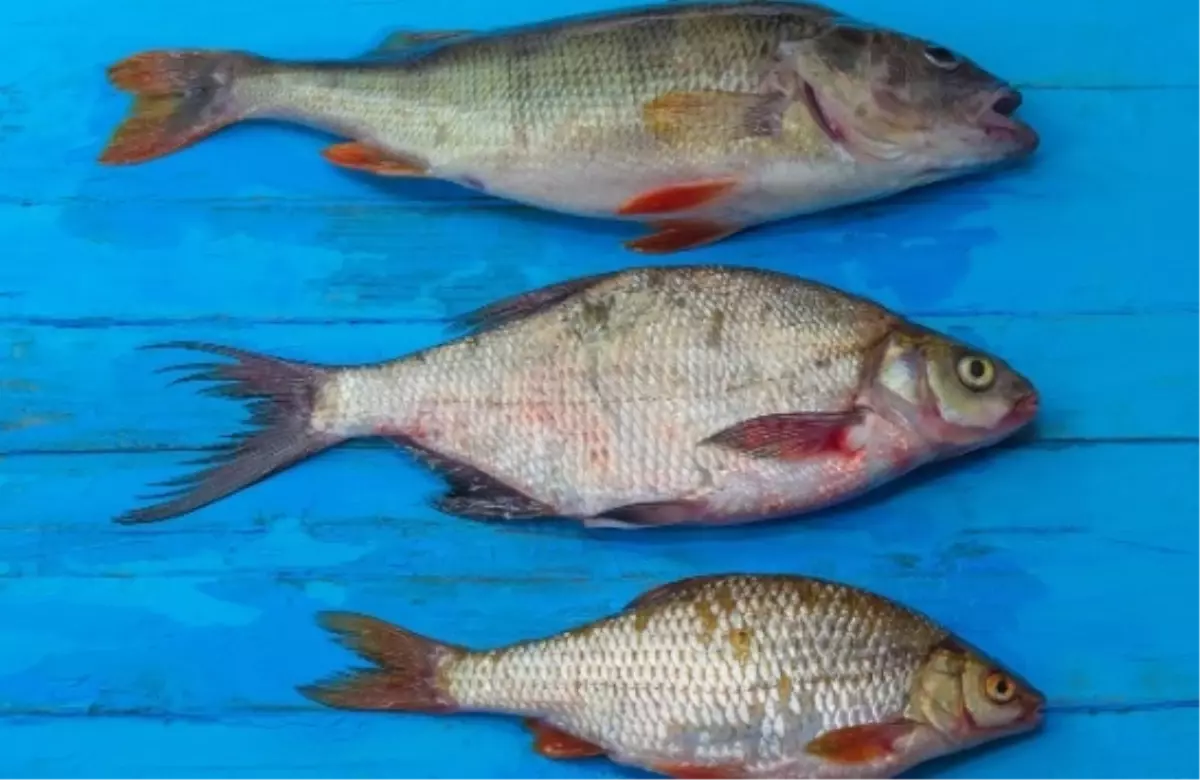 Balık neden mavi tahtada kesilir?