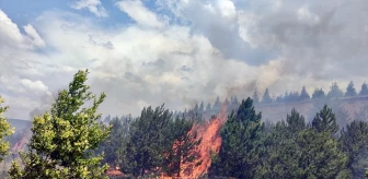 Eskişehir'deki Ağaçlandırma Sahasında Çıkan Yangın Söndürüldü