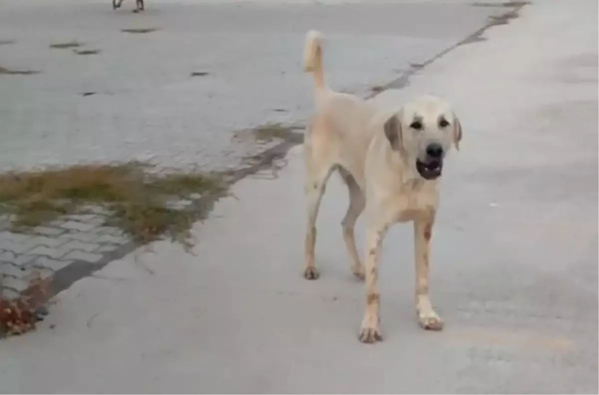 Başıboş köpekler parkta yürüyüş yapan çocuğu bacağından ısırdı