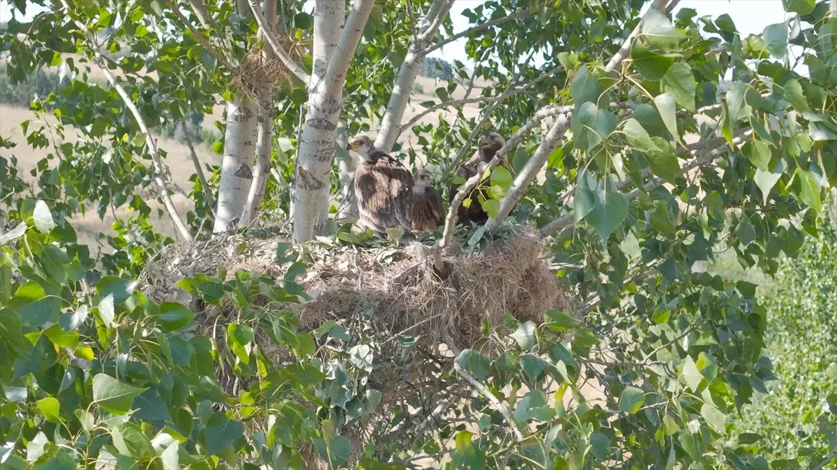 TREDAŞ Şah Kartalları İçin Elektrik Hatlarını İzole Ediyor