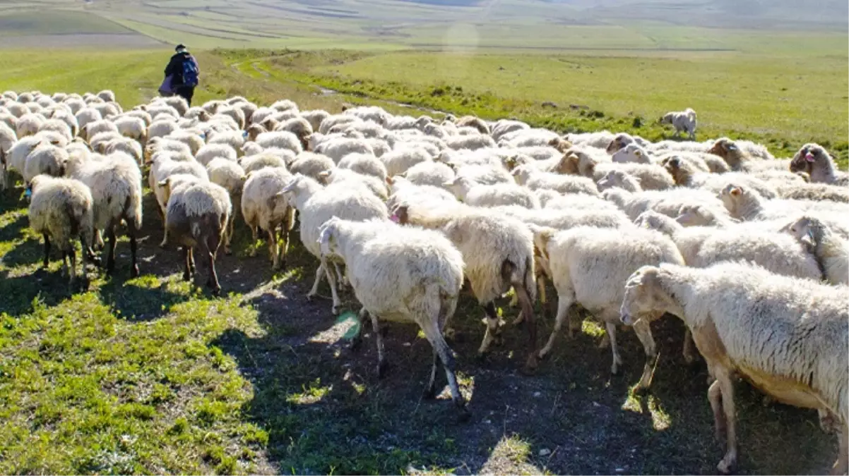 Türkiye, Afganistan'la çoban pazarlığına başladı: Acilen 150 bin kişiye ihtiyacımız var