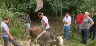 Hasankadı'da çamura saplanan inek iş makinasıyla kurtarıldı