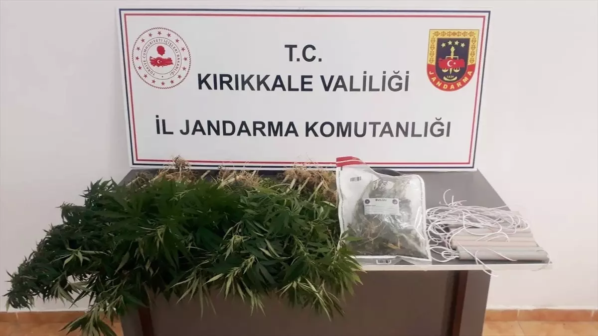 Kırıkkale'de Uyuşturucu Operasyonu: 67 Kök Kenevir ve 53 Gram Esrar Ele Geçirildi