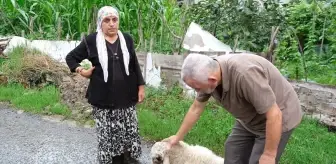 Ordu'da sahipsiz köpeklerin saldırısı sonucu bir kuzu öldü, diğeri yaralandı