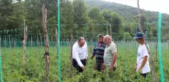 Tokat Pazar'da Tarım İncelemesi