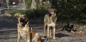 17 maddelik teklif TBMM Başkanlığı'na sunuldu! Sahipsiz saldırgan köpekler uyutulacak