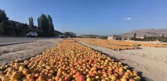 Doğanşehir'de Hasat Edilen Kayısılar Kurutuluyor