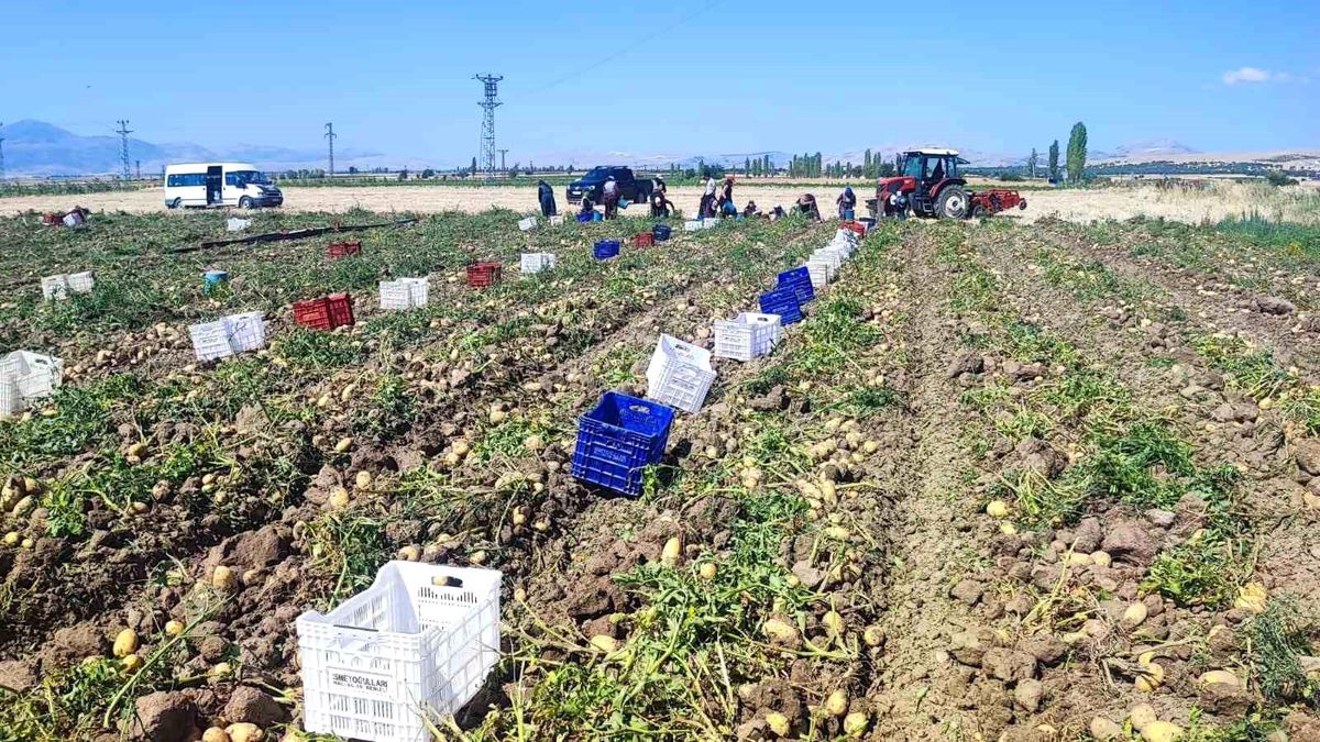 Dinar'da Marabel Patates Hasadı Başladı
