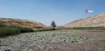 Nilüfer Gölü Kirlilikle Boğuşuyor