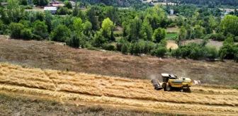 Kastamonu'da Hitit Buğdayı Hasadı Başladı