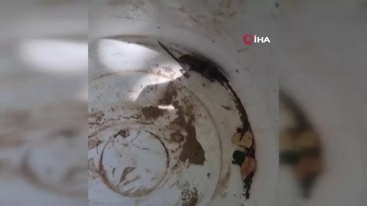 Adana'da dünyanın en eski en küçük memeli hayvanı görüldü