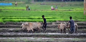 Assam'da Çiftçiler Pirinç Fideleri Dikiyor