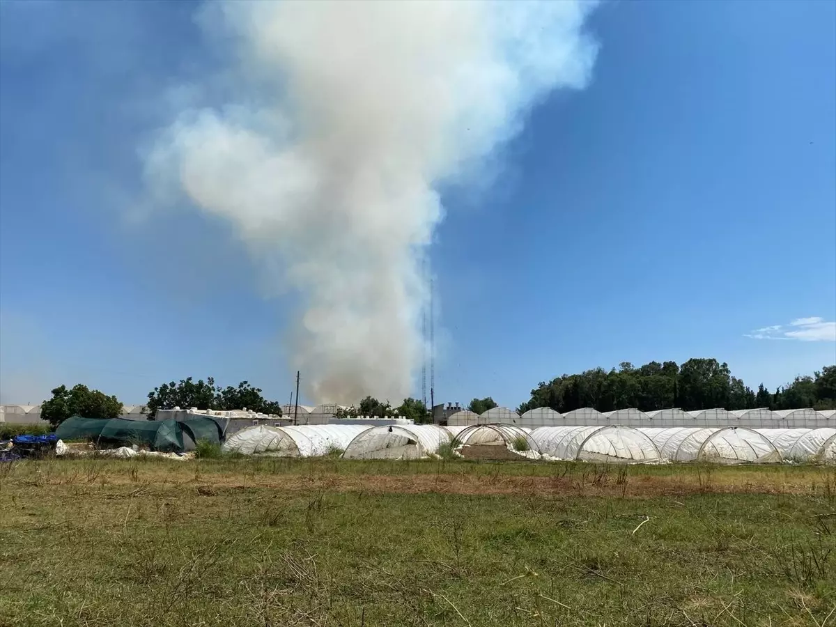 Serik'te çıkan yangın ormana ve seralara sıçradı