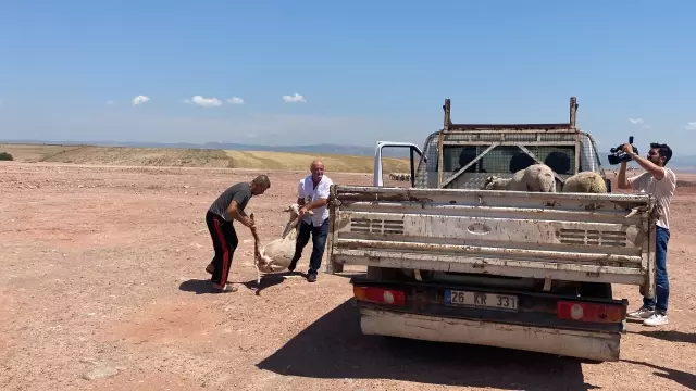 Eskişehir'de başıboş köpekler sürüye dadanıp koyunları telef etti