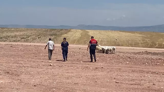 Eskişehir'de başıboş köpekler sürüye dadanıp koyunları telef etti