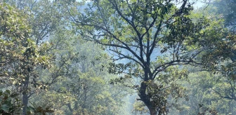 Bolu Göynük'te Ormanda Çıkan Yangın Kontrol Altına Alındı