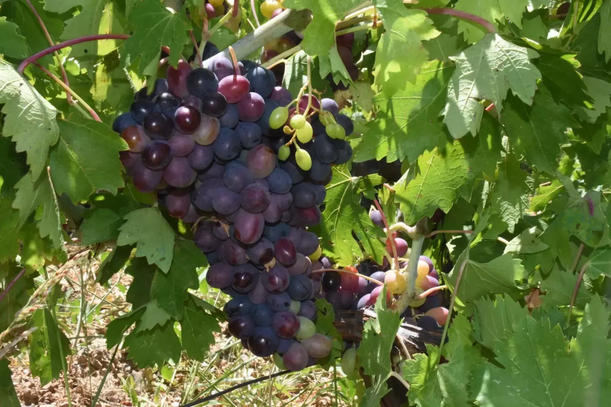 İzmir'in Kavacık üzümü erken hasat edilecek