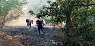 Edirne'de çıkan yangında hayvanlar kurtarıldı