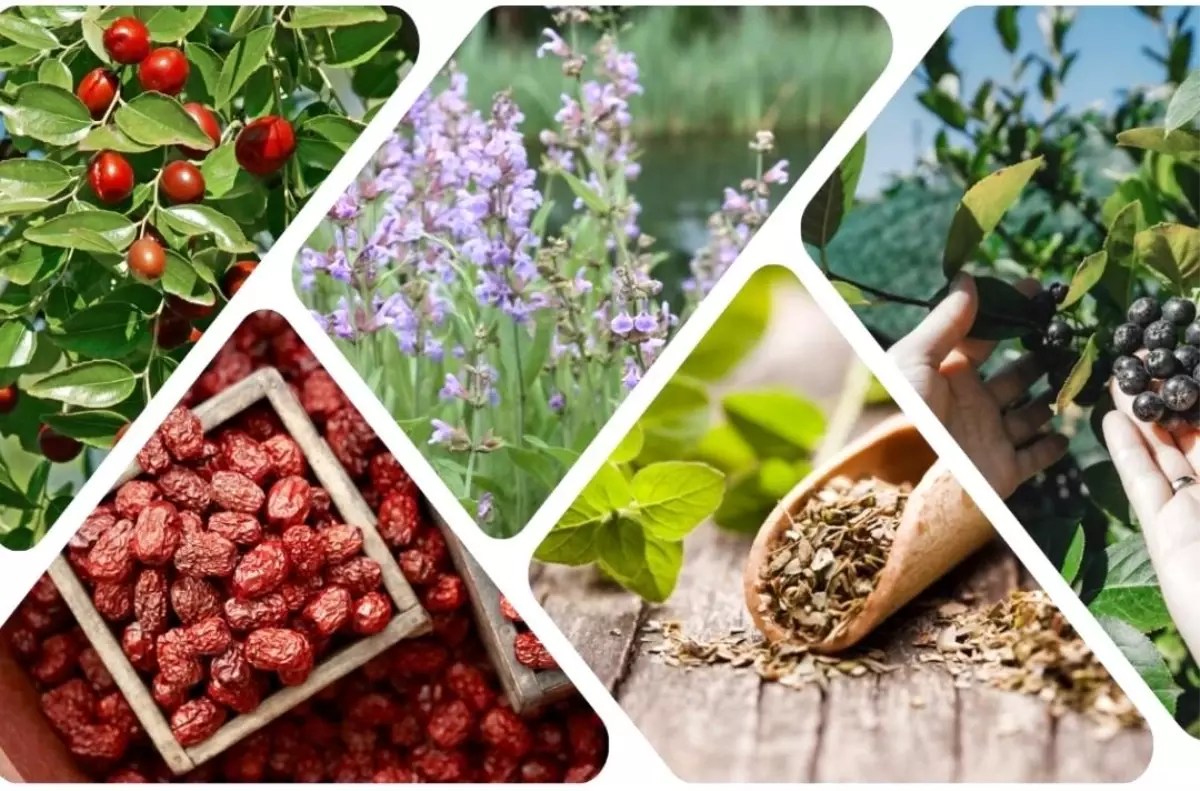 Kırşehir'de Önder Çiftçiler ile Alternatif Tarımsal Ürünler Semineri Düzenlenecek