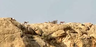 Malatya'da Yaban Keçileri Sürü Halinde Görüntülendi