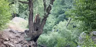 Osmaniye'de devrilen ağacın altında kalan 2 kişi ağır yaralandı