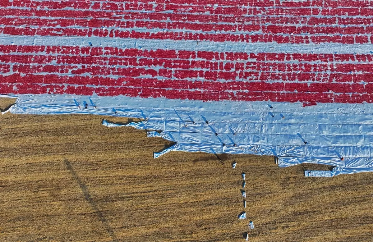 Türkiye'nin kuru domates ihracatı yüzde 14 arttı