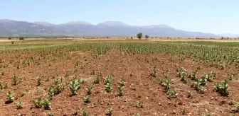 Denizli'nin Barza Ovası Kuraklıkla Mücadele Ediyor