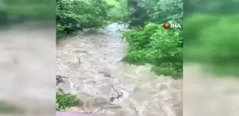 Gümüşhane'de sel sularıyla coşan derede cansız ayı görüntülendi